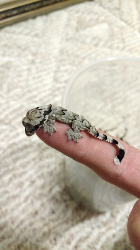 varanusindicus:  I finally managed to get some more Flying Geckos! It took a two