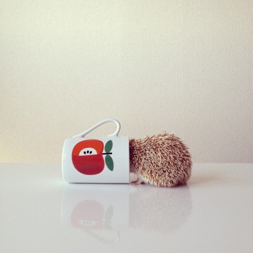instagram:   The Story of Darcy, the Flying Hedgehog (@darcytheflyinghedgehog) To tune in to Darcy’s daily poses, be sure to follow her @darcytheflyinghedgehog. “I want to make Darcy the most famous hedgehog in the world.” With this in mind