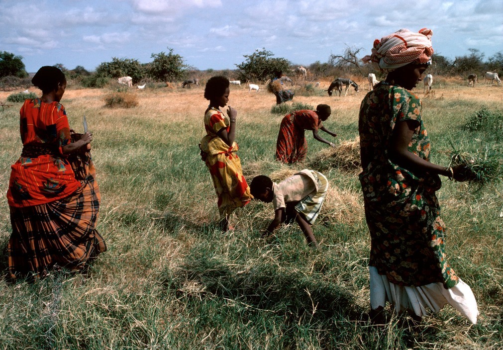 urbannoir:Chris Steele-Perkins Somalia. Ogaden desert. Harvesting crops at a waterhole