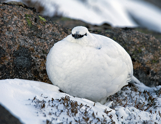 fat-birds:  Ptarmigan puffing out by David C Walker 1967 on Flickr. 