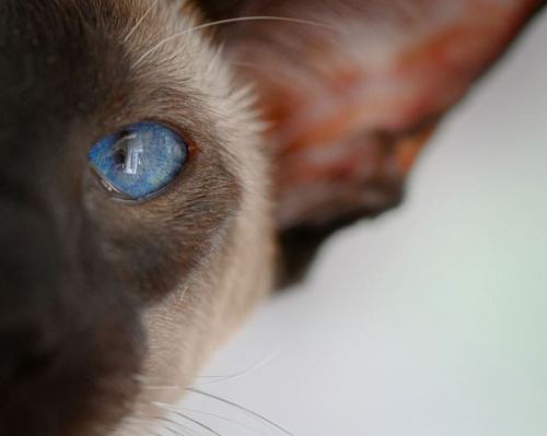 Electra (via La Voix Cats)