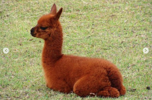 Baby Llamas Need No Drama