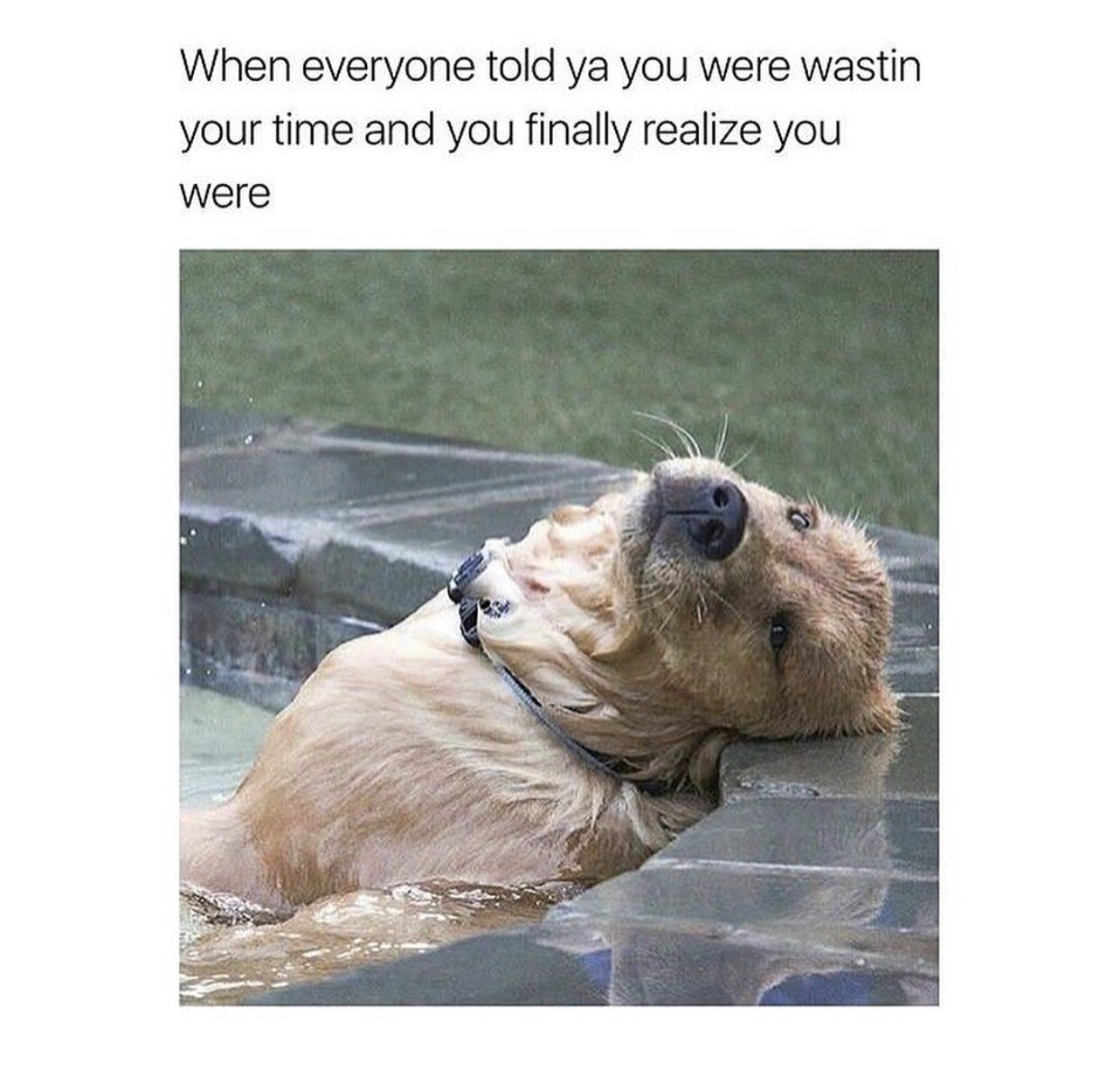 natural&ndash;blues:  beyoncescock:  why are dogs so cute someone explain  They’re