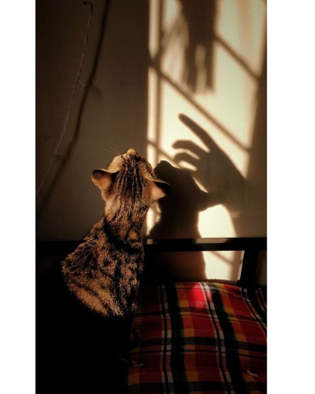 Joey . . . #catsarecrazy #catlover😻 #catfan #catparents #catattack #catsarelovee #catpet #cats_daily_meow #catslave #catsofinstaworld #cattime #cathumor #caty #catpic #catslove #catoftheworld #cat #catsofinstagram #cats #catlovers #catlover #catlove #lightphotography #light #sunlight #sundayspotlight #lightworkersunite #monochrome #monochrom #monochromephoto https://www.instagram.com/p/CXSvQYlNo0A/?utm_medium=tumblr #catsarecrazy#catlover😻#catfan#catparents#catattack#catsarelovee#catpet#cats_daily_meow#catslave#catsofinstaworld#cattime#cathumor#caty#catpic#catslove#catoftheworld#cat#catsofinstagram#cats#catlovers#catlover#catlove#lightphotography#light#sunlight#sundayspotlight#lightworkersunite#monochrome#monochrom#monochromephoto