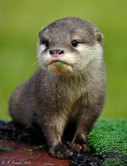 wellbutlacking:  war—paint:  theanimalblog:  Otter. Photo by A Dewar  oh my god.