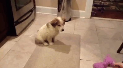 DW S2 in puppy gifs