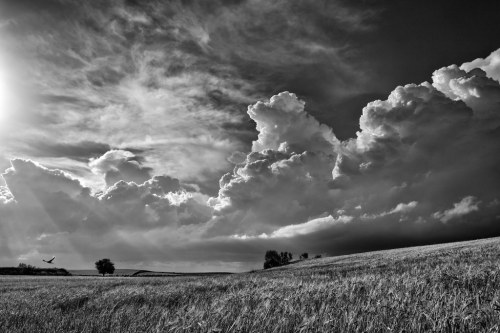 inspirehaisell:  Pájaros en la tormenta by una cierta mirada http://flic.kr/p/tJDPUj