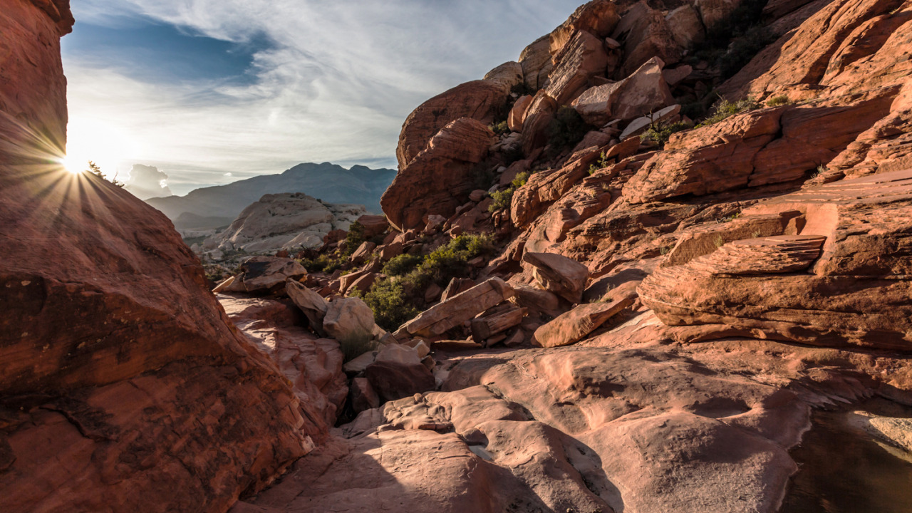 lasvegaslocally:  Bursting Out at Red Rock Canyon, by Gavin Estes #VegasBeauty #VegasNature 