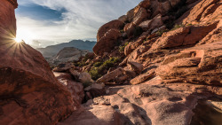 lasvegaslocally:  Bursting Out at Red Rock Canyon, by Gavin Estes #VegasBeauty #VegasNature   @RRCIAOfficial   Yep this is Vegas
