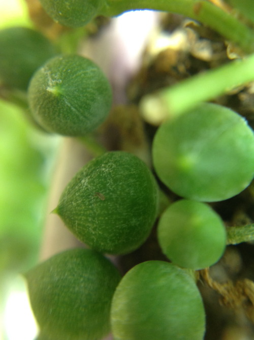 Here’s an up close look at one of my favorite succulents, Senecio rowleyanus, String of P