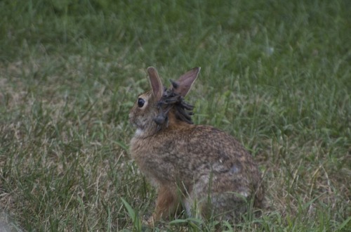 labete-du-gevaudan:Shope Papilloma Virus (SPV) is thought to be behind the idea of the Jackalope. SP