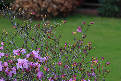 An awakening rhododendron.