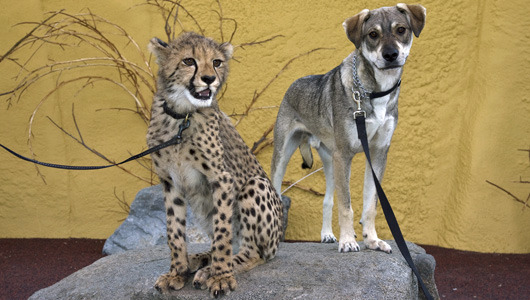 Dogs befriend cheetahs to aid cats’ survival
The San Diego Zoo pairs the endangered cats with canine companions, proving that cats and dogs really can get along.