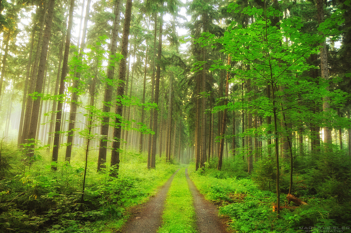 tulipnight:  Misty Seasons by Marco Heisler