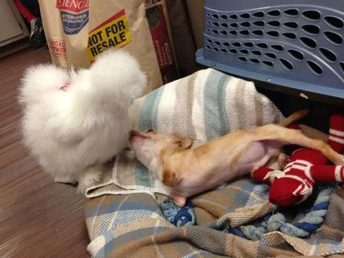 gods-filth:  deersnap:  noppppe:  buttercupbbaby:  tiny-vessels:  catsbeaversandducks:  Fluffy Chicken Saved From Laboratory Becomes Best Friends With Abandoned Two-legged Chihuahua These two adorable and unlikely animal friends, Penny the chicken and