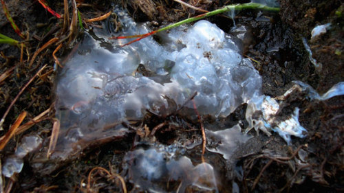 Nicknamed “star jelly”, these gelatinous blobs of goo have been reported falling fr