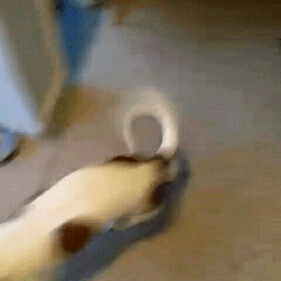 Can I join the doggo brigade?This is Mae. I don’t know what she is(alphawyrm) 