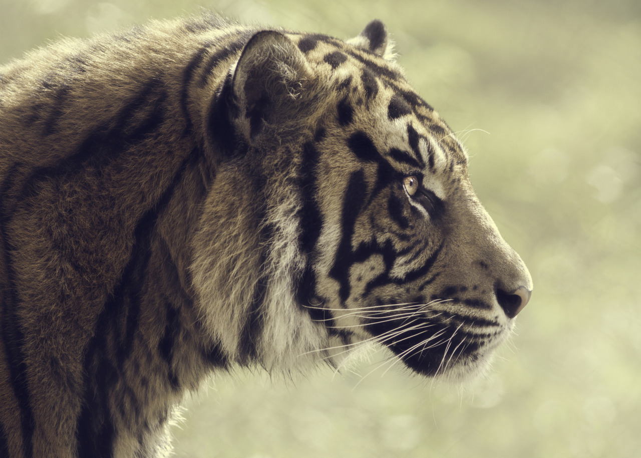 sdzsafaripark:   	Reverie by Paul.E.M     