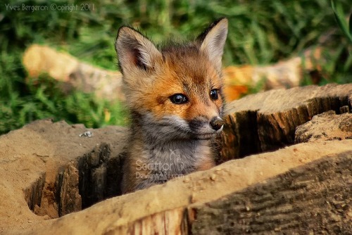 everythingfox:Fox kit in a stump:Sagittor