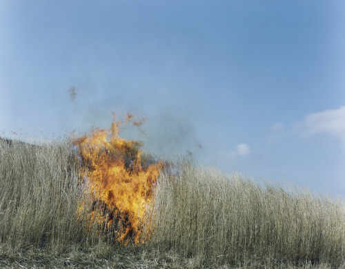 virginian-wolf-snake: Rinko Kawauchi, Ametsuchi series (2012-2013) What inspired me was a dream I ha