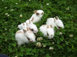 yaras-cupoftea:  Yay bunnyyyy 
