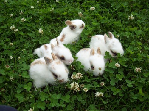 furything:bun buns