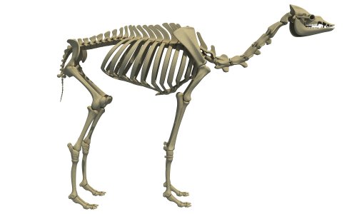 glumshoe:quirkelly: glumshoe: camel skeleton vs bison skeleton Why is it always “vs”Why cant they ju