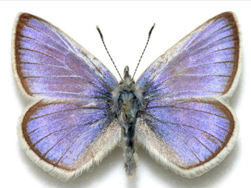 shutterlag: Extinct Xerces Blue Buttlerfly