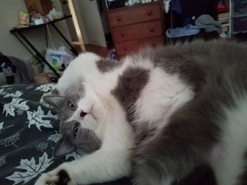 swamptacular:my beautiful elegant cat who I love
