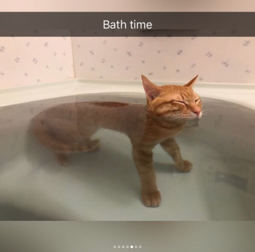 babyanimalgifs:  Cat snaps