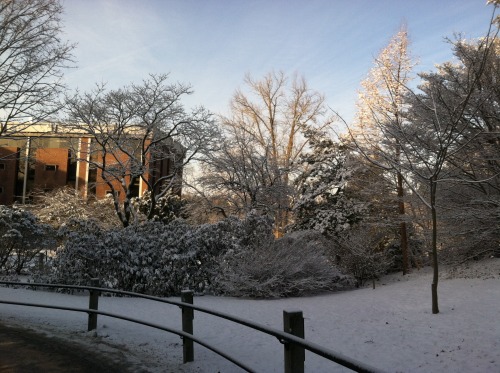smithcollegetransfertales:Sunshine and blue skies make way this morning after a snowy day yesterday.