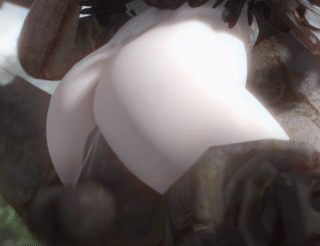 2B Creampie + Sound