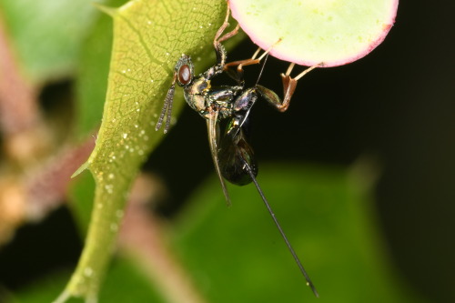 So Many Gall Parasitoids! They Were All Going To Town On Those Amphibolips Galls, Occasionally Pushing