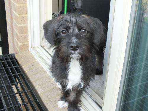 huffingtonpost:  Some adorable mutts to get you through your hump day.   Omg the spotted one!