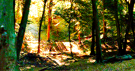 harrypottergif:  Deathly Hallows Part 1 + scenery