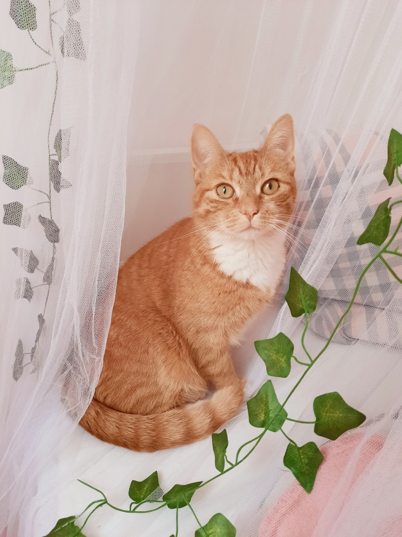 rosypotions:Fairy princess. 🍃🧚‍♀️