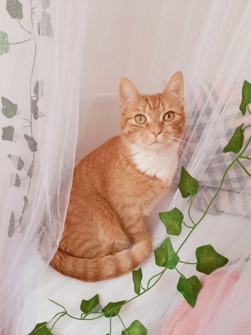 rosypotions:Fairy princess. 🍃🧚‍♀️