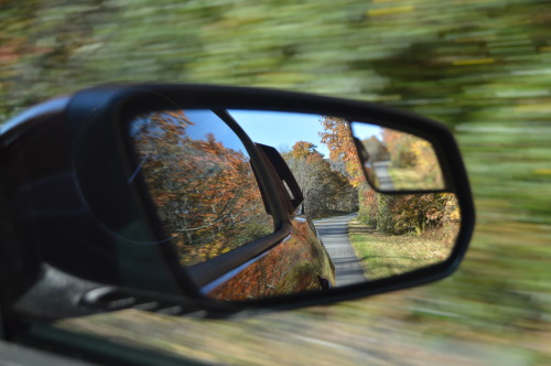 Coyote on the Parkway // 2015Flickr