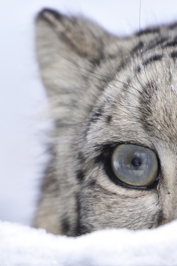 wolverxne:  EYE of a Snow Leopard - by: (Josef Gelernter)