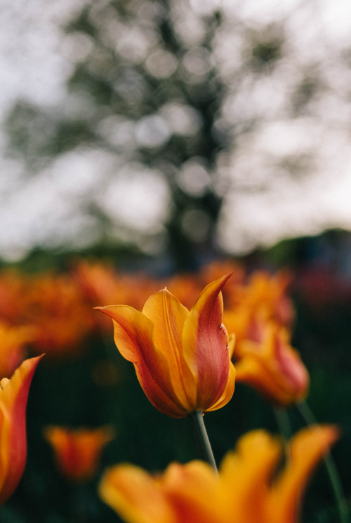 carterwdick:Tulips in BloomMinnesota Landscape Arboretum | Chaska, MN 