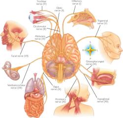 anatomyinmotionapp:  There are 12 paired