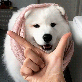samoyed-obsessed:springcottage:mayapolarbear on igmaya the most talented girl