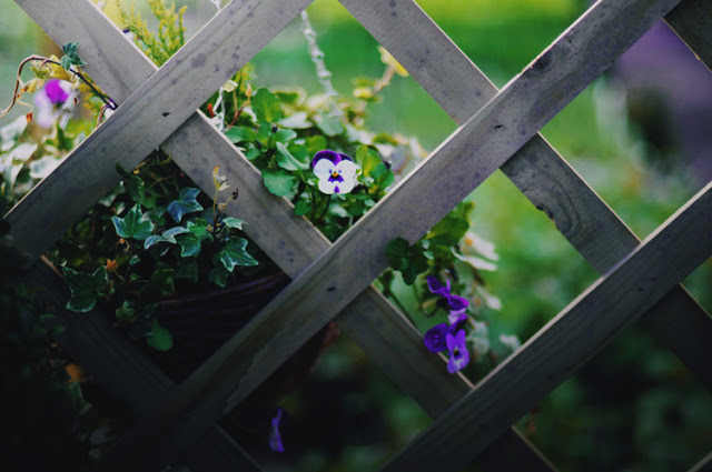 englishsnow:  by Ella Ruth 