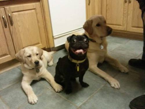 happygoluckypug:awwww-cute:My friend wanted a dog so he went and adopted Hank. He is a little differ