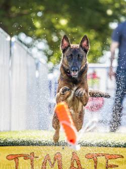 dogsandpupsdaily:  - Belgian Malinois. Want