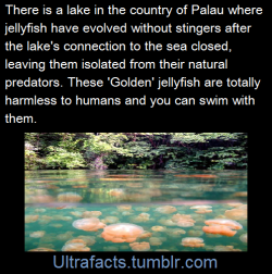 sweetpumpkinkandy:  ultrafacts:  Source Follow Ultrafacts for more facts   