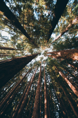 hullocolin:  East Warburton Redwood Forest, Australia Tumblr | Instagram | Website | Shop 