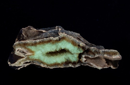 Three-inch piece of a giant septarian nodule under white light and black light (long wave ultraviole