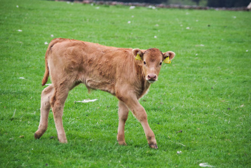 @thejunesky there’s a calf party at the back fence this evening! That second person is a 