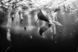 Divers with a humpback whale and her new born calf near Roca Partida Island, in Revillagigedo, Mexico. Photograph by Anuar Patjane